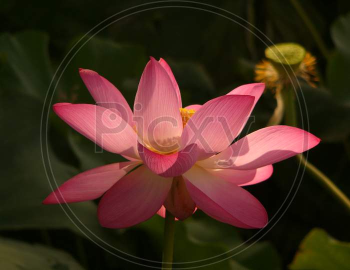 Holy and elegant lotus