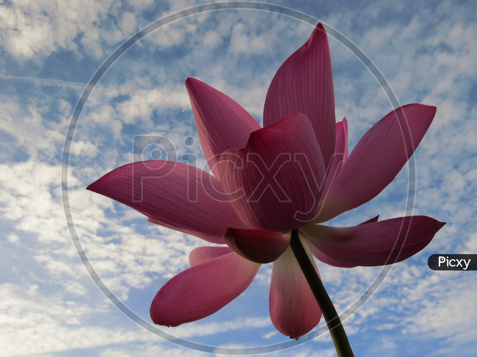 Lotus is an important religious symbol, beautiful, dignified and clean