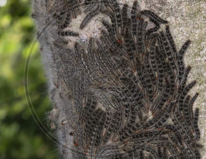 There Are Many Caterpillars Nesting Together On A Tree Trunk In The Forest. Selective Focus