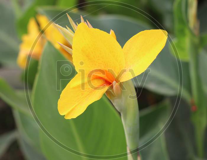 Beautiful yellow flower with soft background