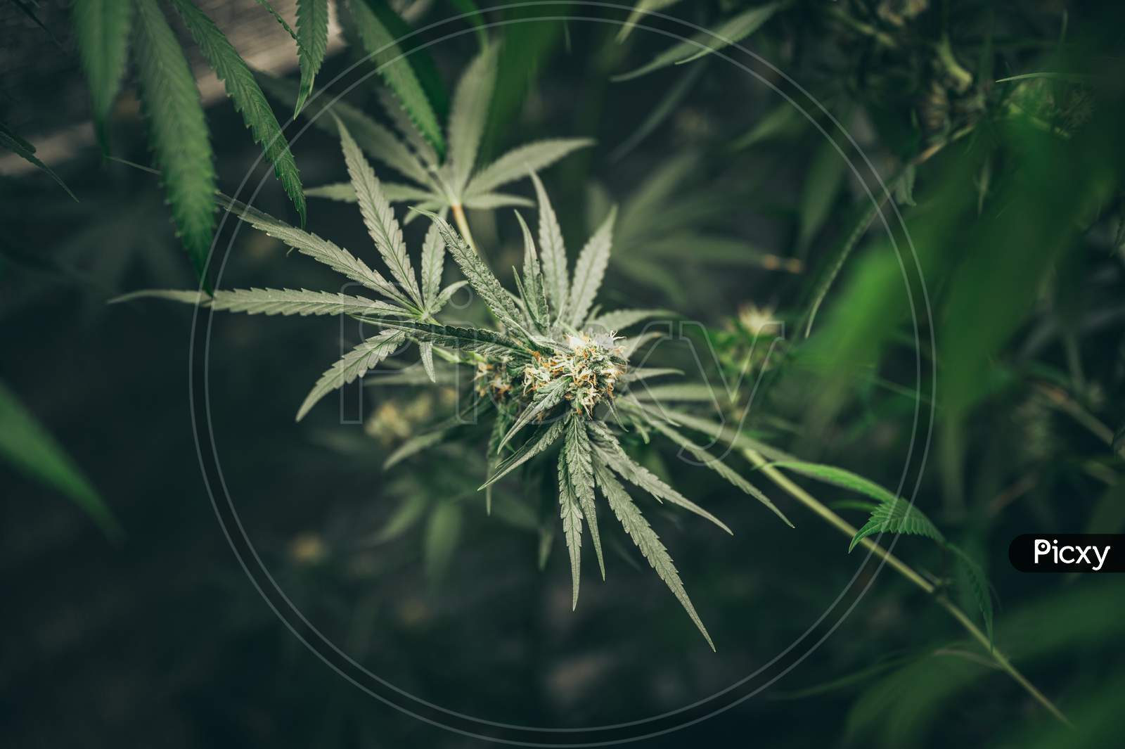 Bush Flowering Herb Hemp With Seeds And Flowers. Concept Breeding Of Marijuana, Cannabis, Legalization.