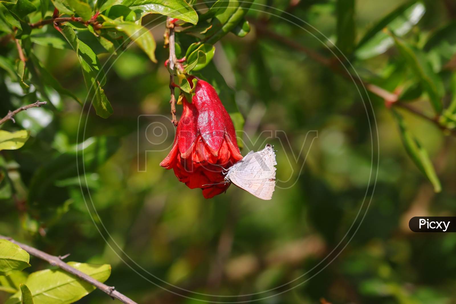 white butterfly sucking juice from red pomegranate flower