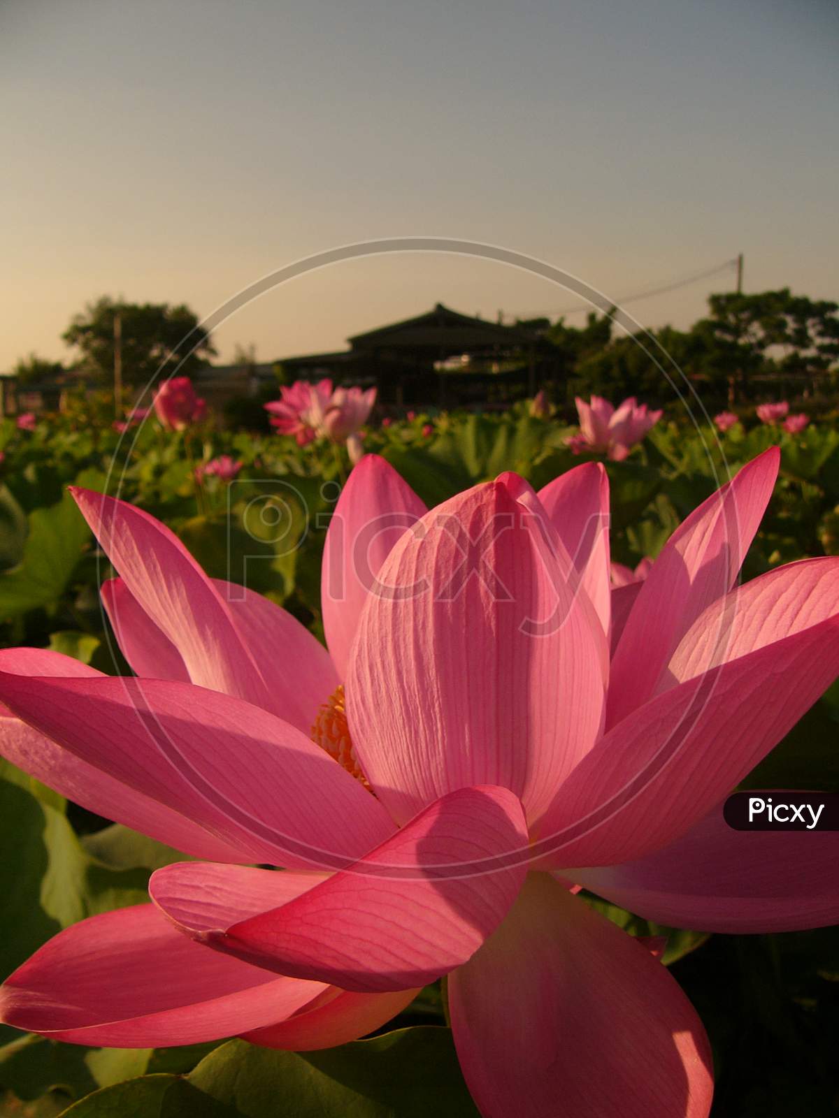 Holy and elegant lotus