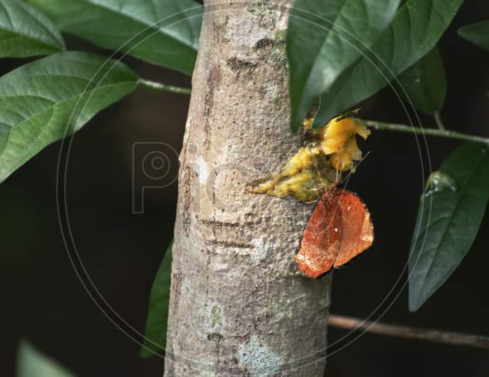 This Picture Shows A Butterfly Inside The Forest Stuck In A Tree Trunk. Selective Focus