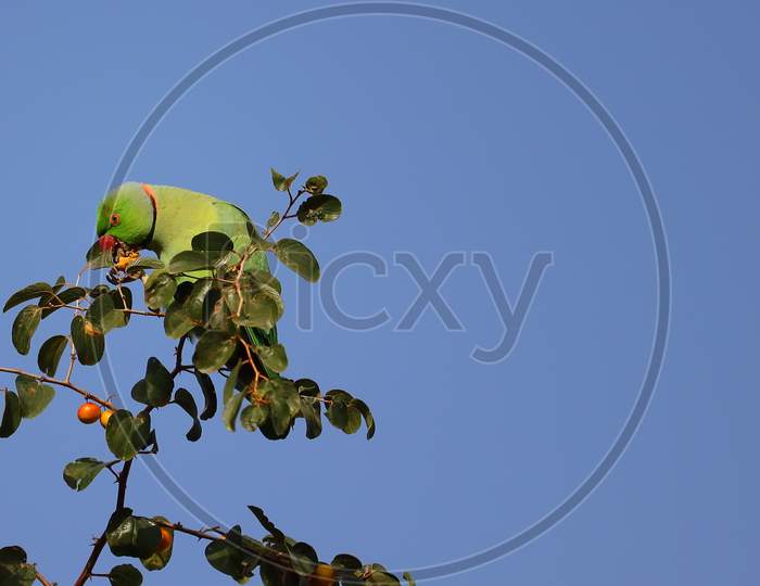 A green parrot eating ripe jujube on jujube tree