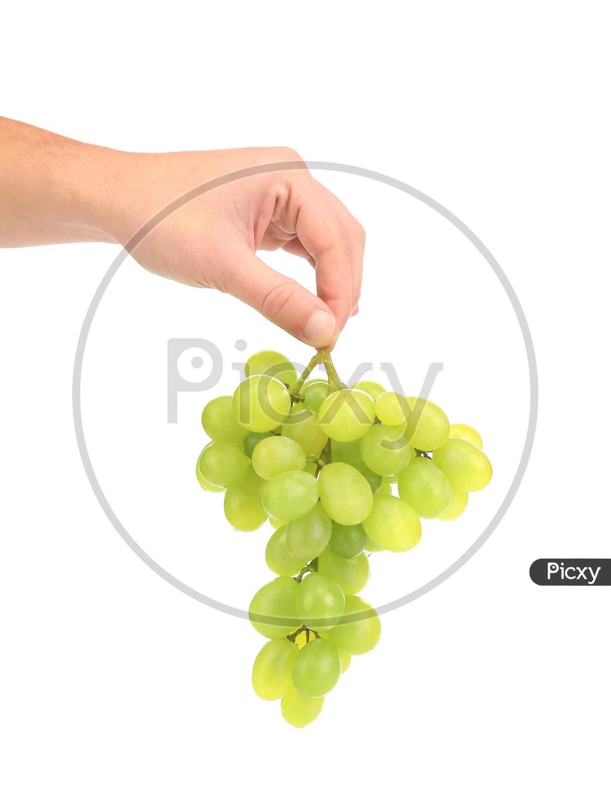 Branch Of Green Ripe Grapes In Hand. Isolated On A White Background.