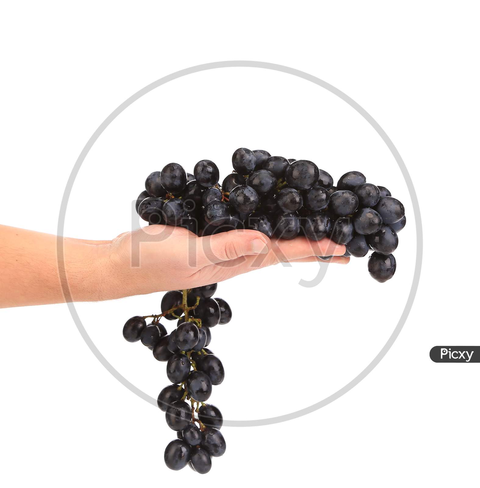 Branch Of Black Ripe Grapes On Hand. Isolated On A White Background.