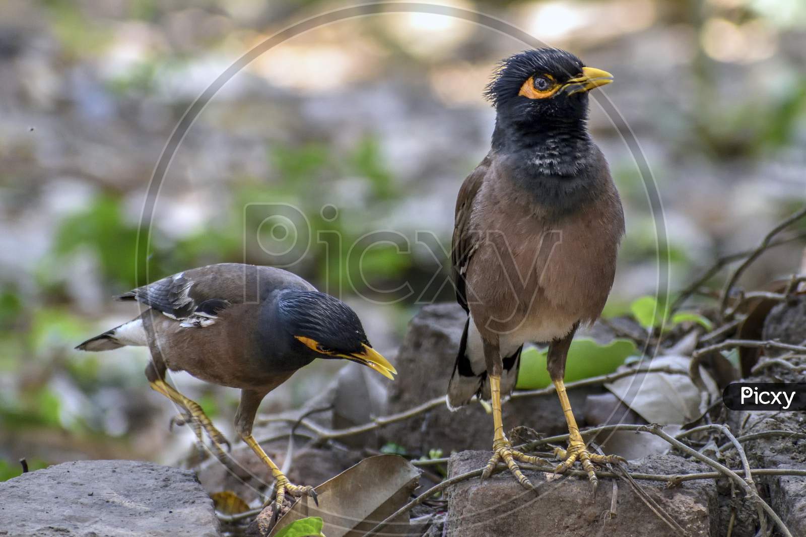 Common myna, Indian myna, is a member of the family Sturnidae