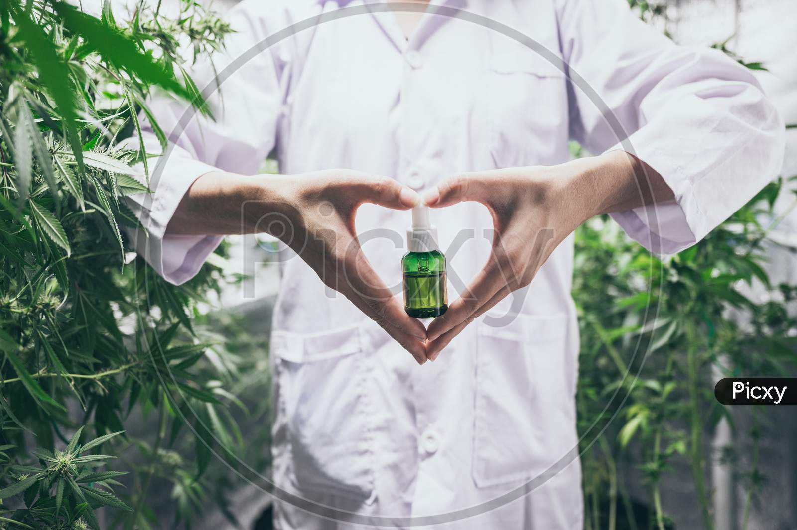 Cbd Hemp Oil, Hand Holding Bottle Of Cannabis Oil Against Marijuana Plant. Herbal Treatment, Alternative Medicine
