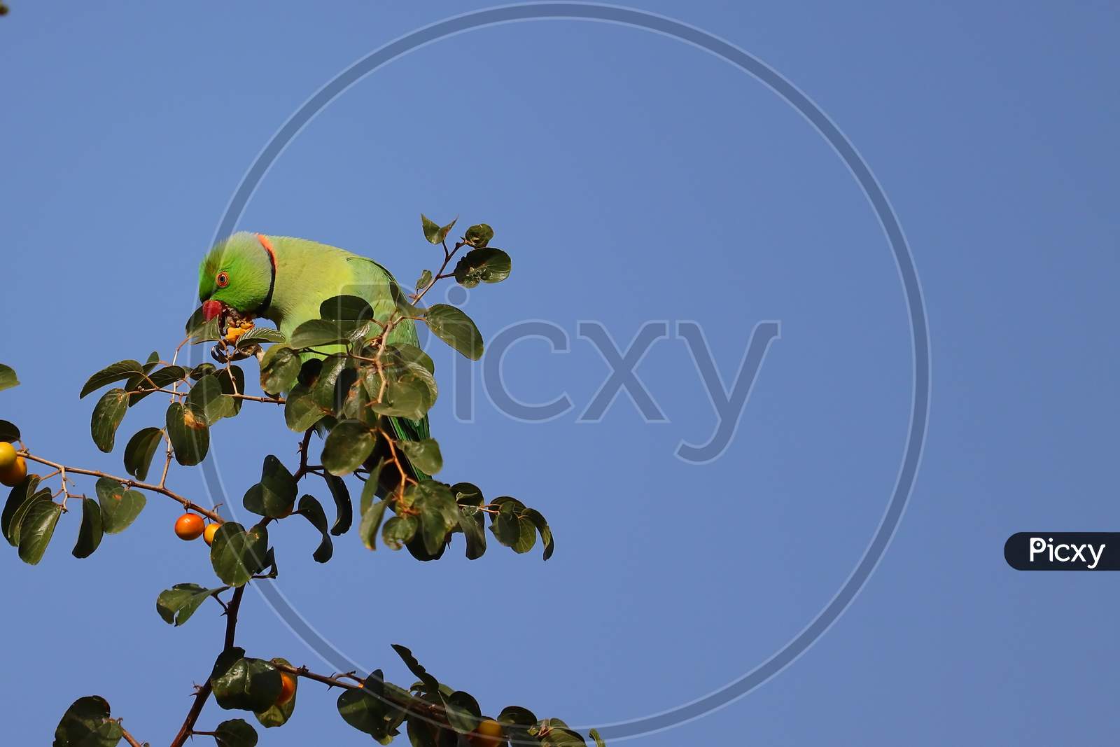 A green parrot eating ripe jujube on jujube tree