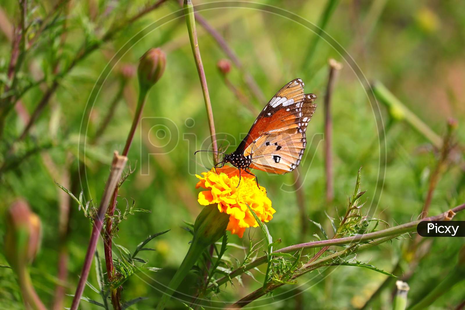 monarch butterfly sucking juice from marigold flower