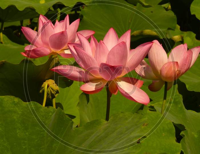 Lotus is blooming in the summer