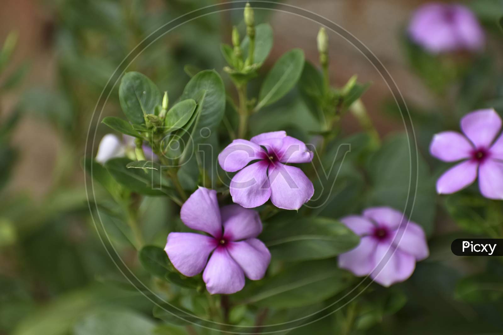 Catharanthus Roseus, Commonly Known As The Madagascar Periwinkle, Rosy Periwinkle, Is A Species Of Flowering Plant In The Dogbane Family Apocynaceae. It Is Native And Endemic To Madagascar