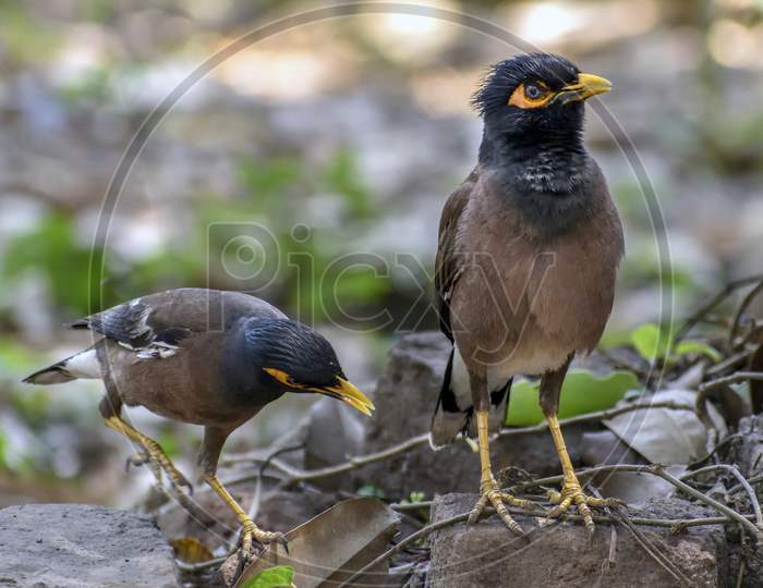 Common myna, Indian myna, is a member of the family Sturnidae