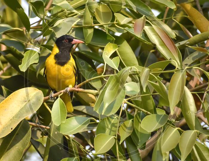 Portrait Of A Black-Headed Oriole Or Oriolus Larvatus Bird, Family: Oriolidae, Species: O. Larvatus Sitting On A Blackberry Tree