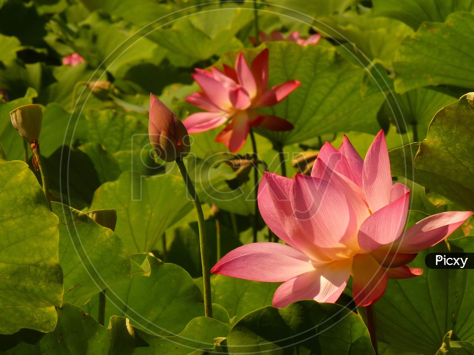 Lotus is blooming in the summer