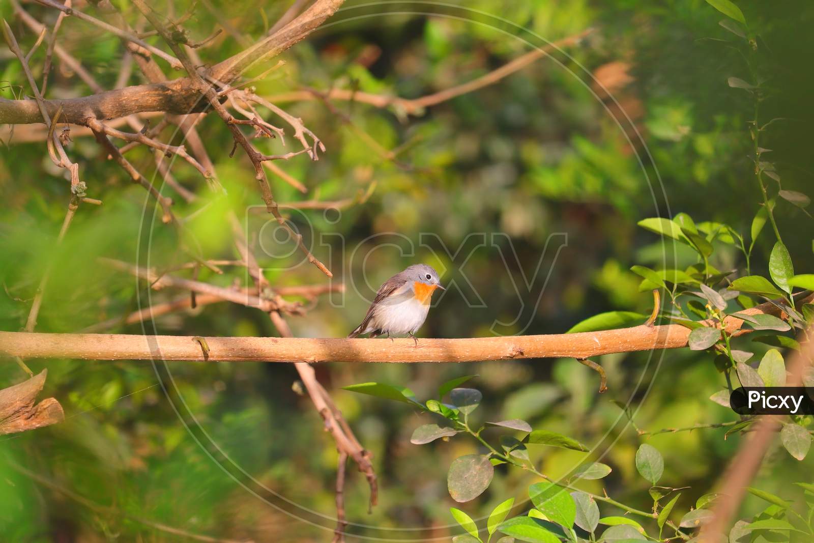 robin  bird perching on branch