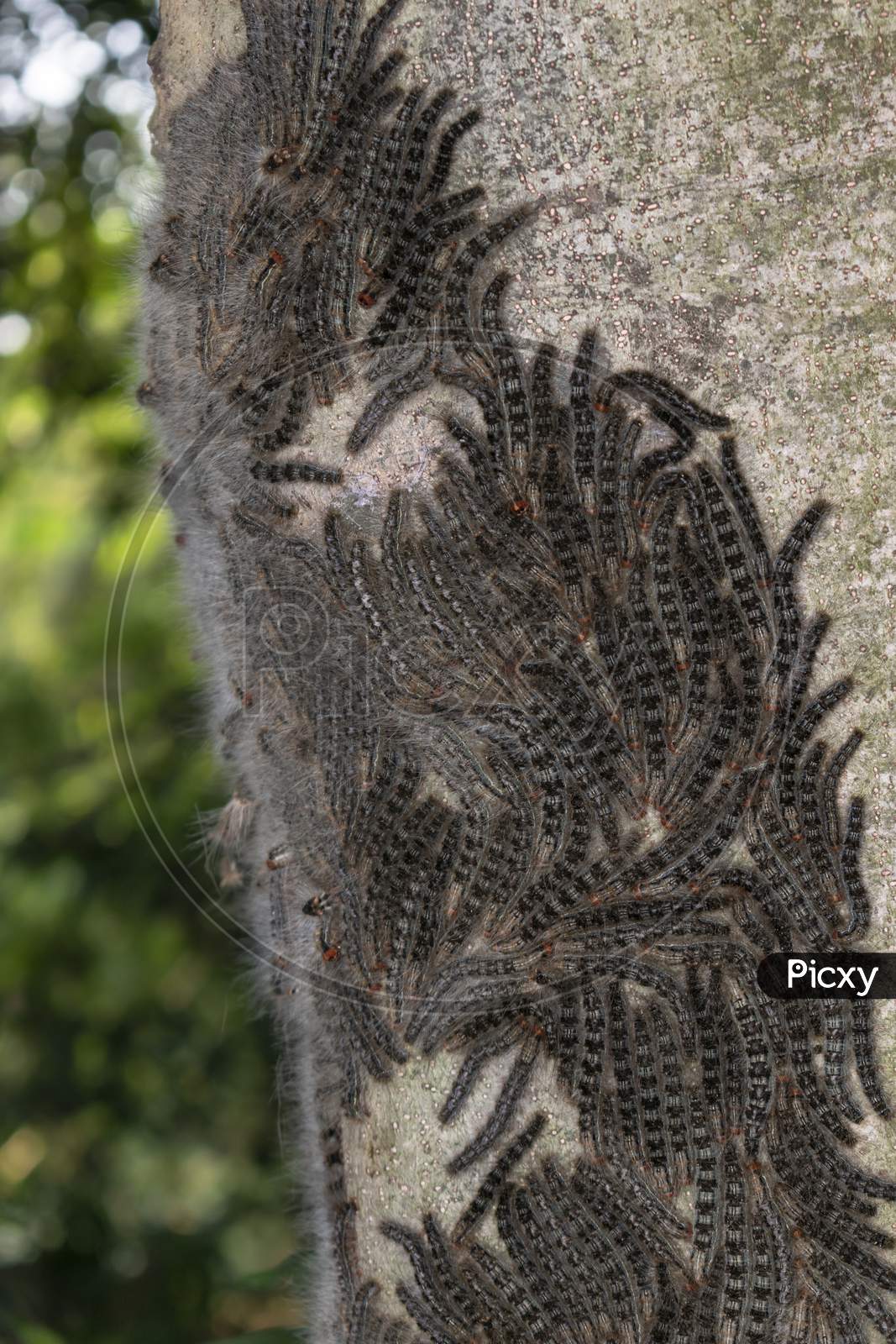 There Are Many Caterpillars Nesting Together On A Tree Trunk In The Forest. Selective Focus