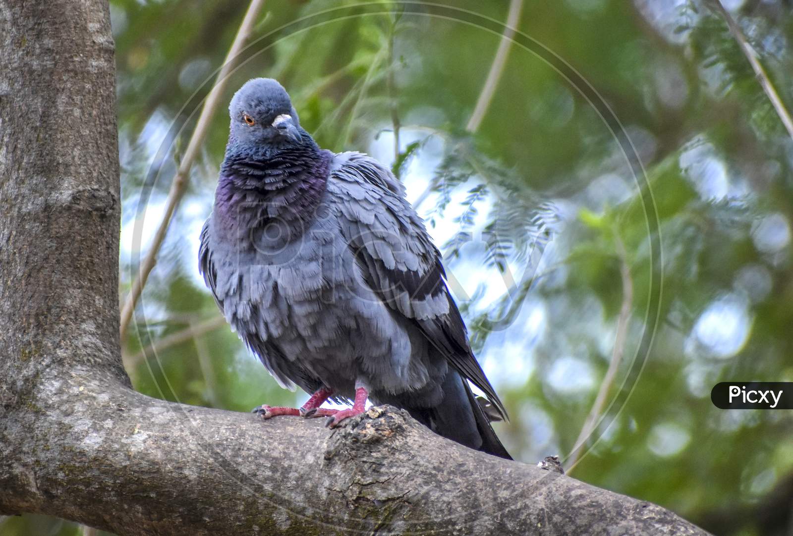 Homing Pigeon (Columba Livia Domestica) Derived From The Rock Pigeon, Selectively Bred For Its Ability To Find Its Way Home Over Extremely Long Distances.
