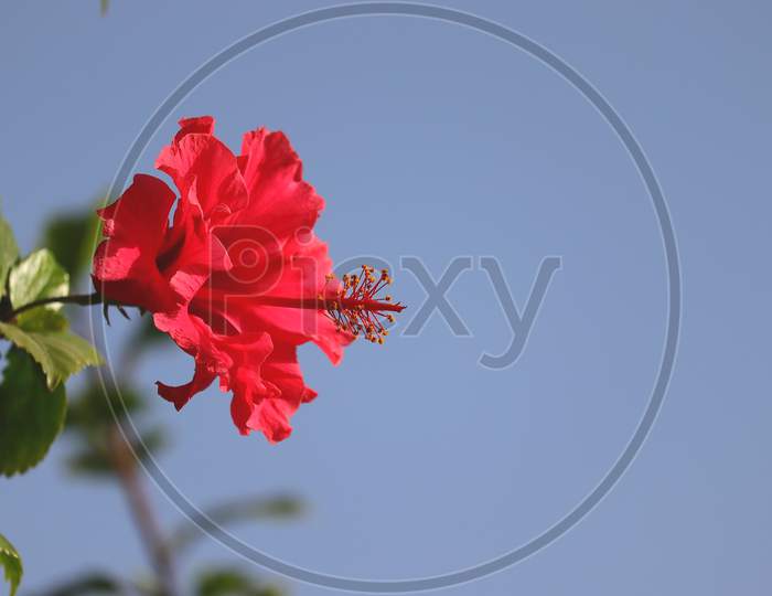 hibiscus flower against blue sky