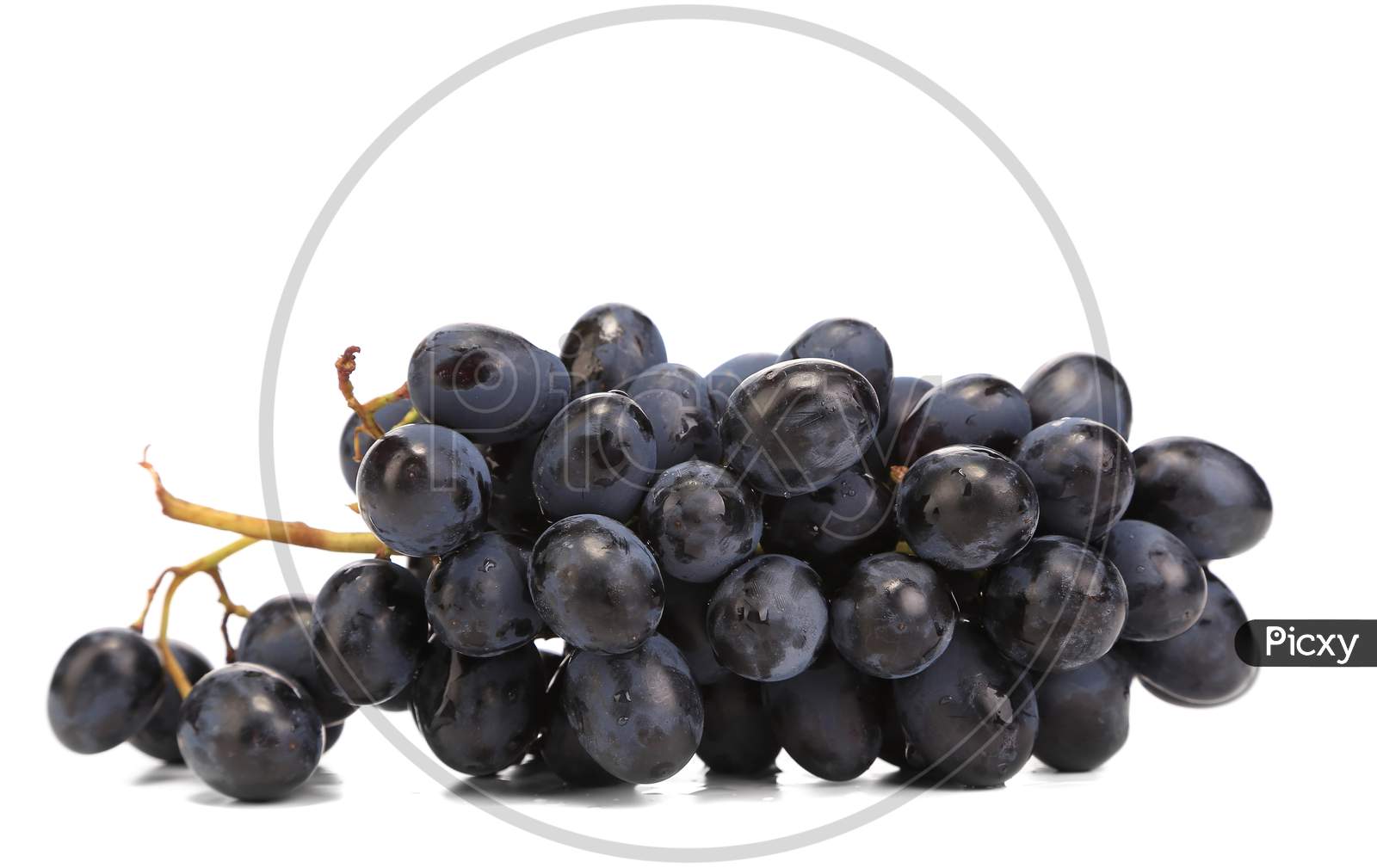 Branch Of Black Ripe Grapes. Isolated On A White Background.