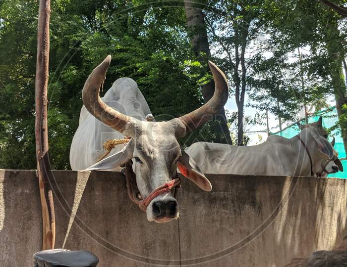 Temple Cow