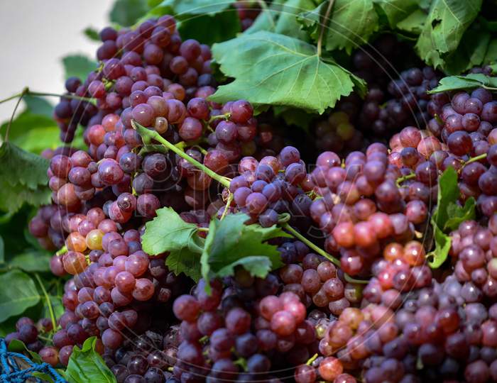 Red Canadice seedless grapes
