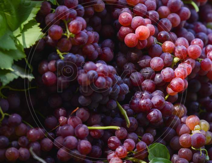 Red Canadice seedless grapes