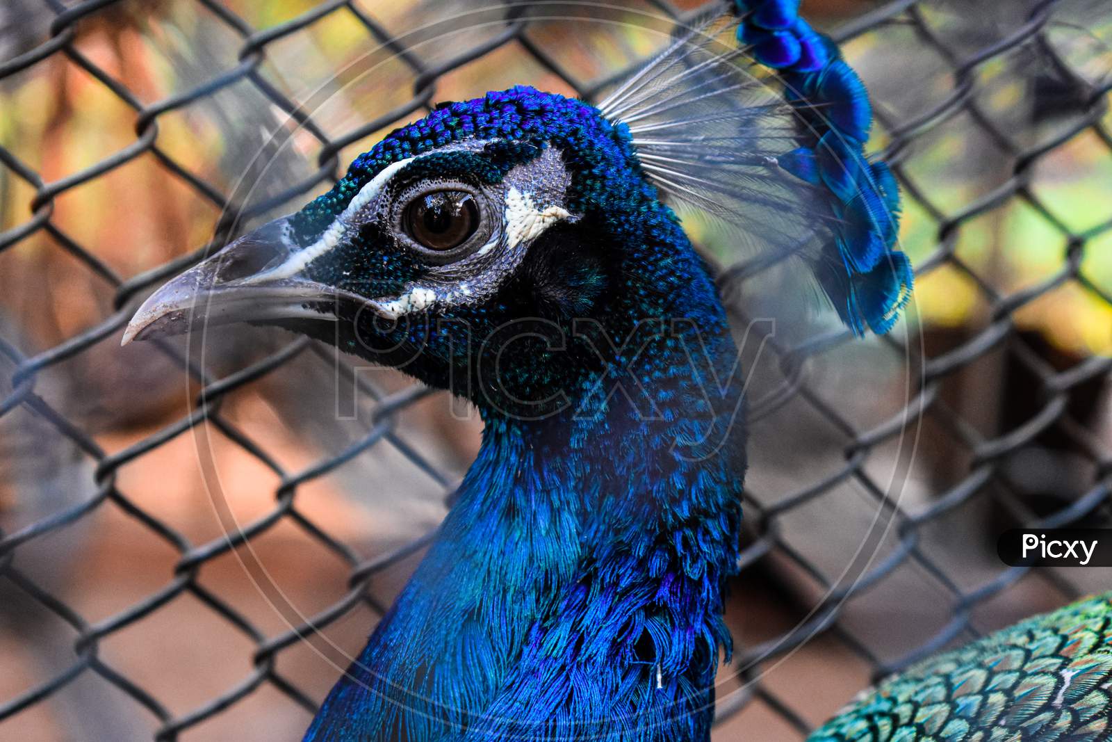 Peacock eye