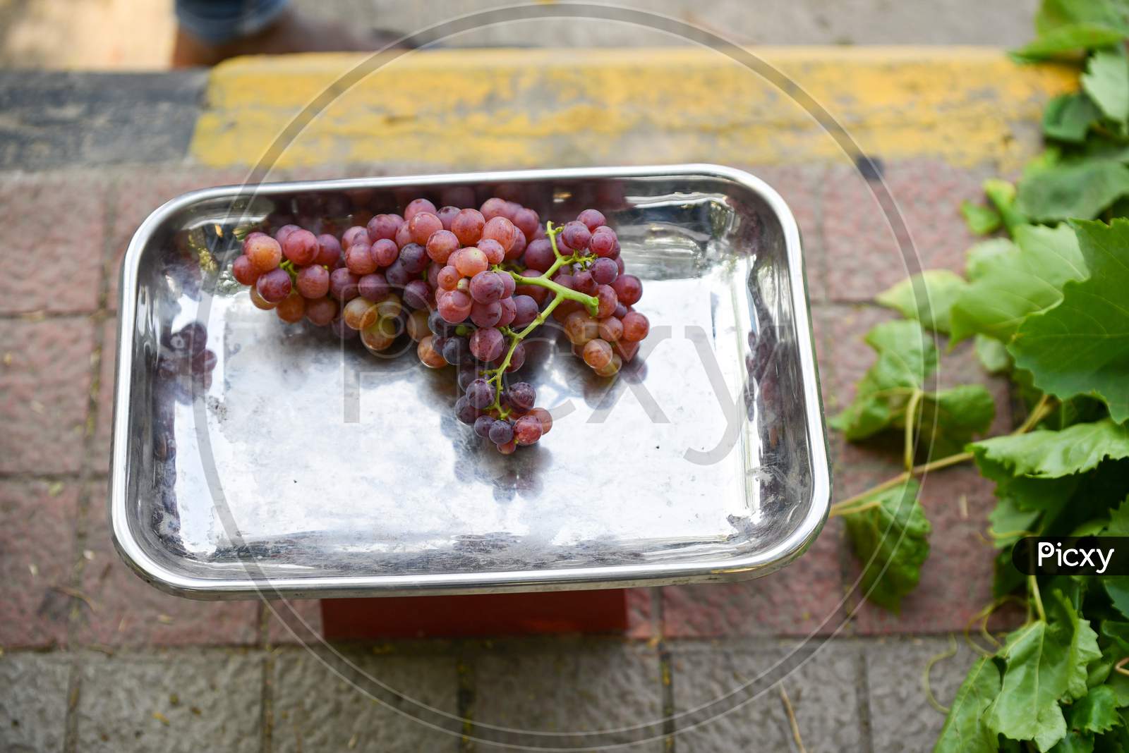 Red Canadice seedless grapes in a weighing machine
