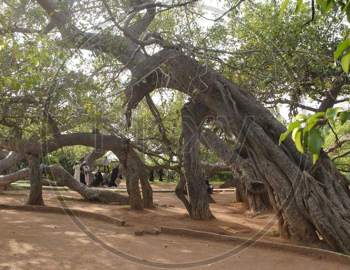 Pillalamarri Banyan tree