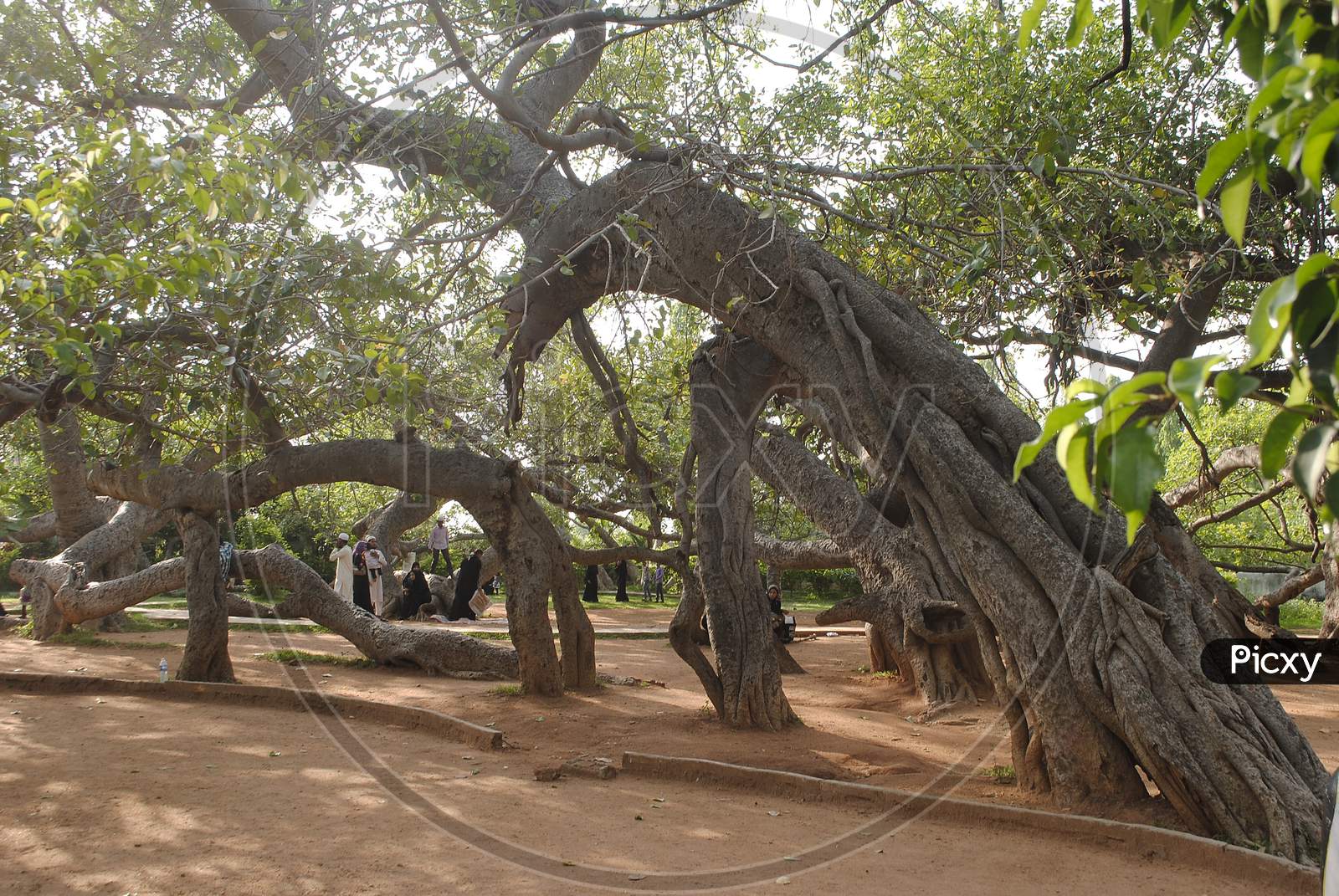 Pillalamarri Banyan tree