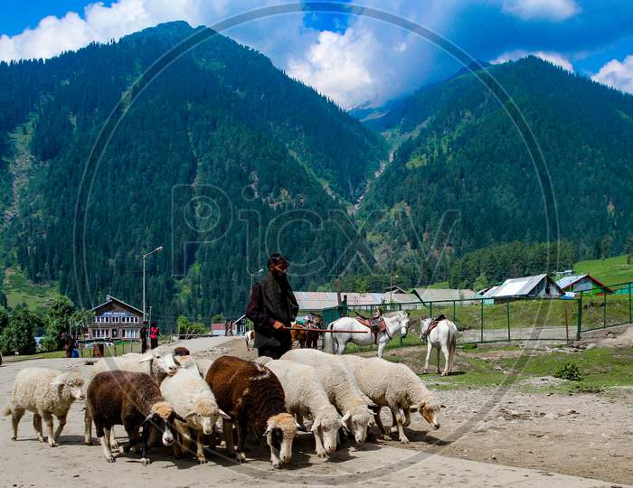 30Th May 2019, Ladakh, Kashmir, India. A Shepherd Leading A Herd Of Sheep Into Grazing Ground Through The Army Defense Camp During Summers At Kashmir,India