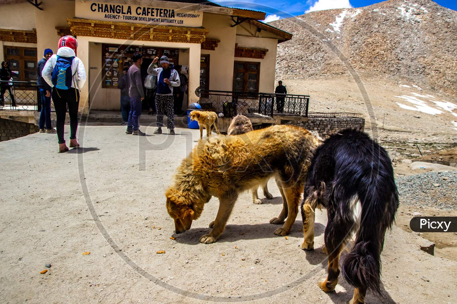 Ladakh,India., Himalayan Furry Dogs And Tourist Near The Cafetaria At Changla Pass At Ladakh, Kashmir, India.