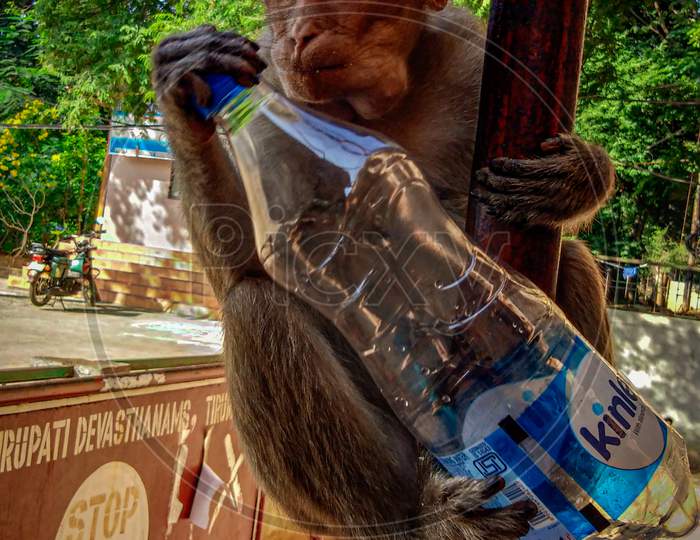 Monkey with water bottle