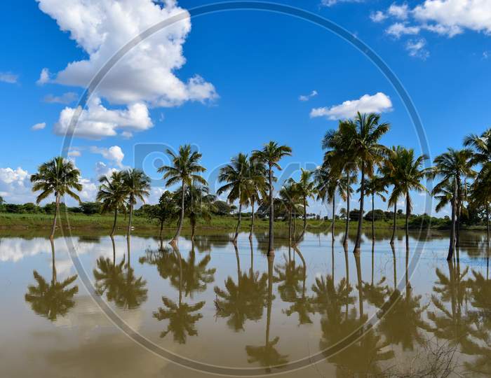 Reflection of coconut trees