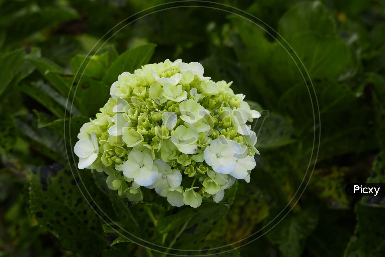 Hydrangea flower blooming in spring and summer in a garden outdoor