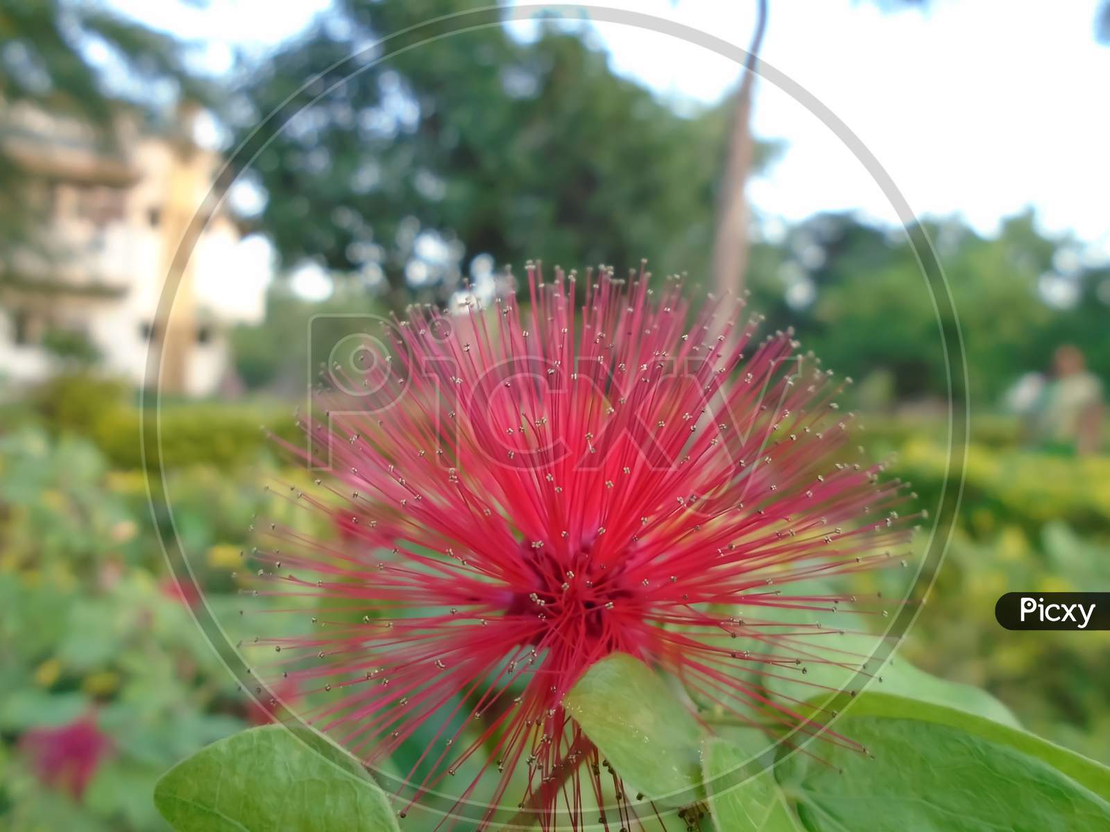 Photo of a beautiful red flower looks like Corona design
