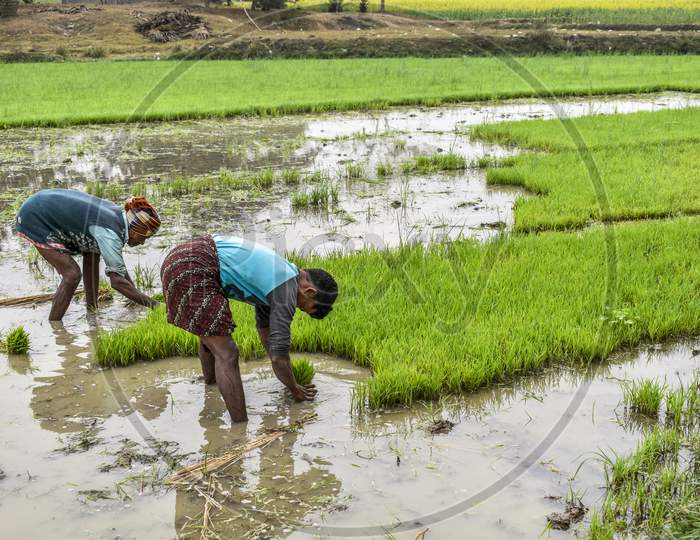 Indian Farmer Works In West Bengal Paddy Field, Replanting Rice Plant In The Field