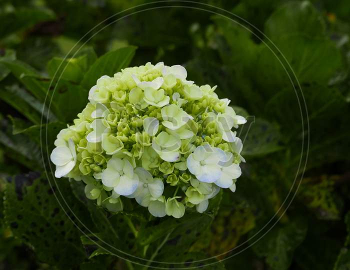 Hydrangea flower blooming in spring and summer in a garden outdoor