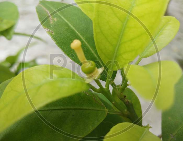 A new born lemon and leaves on a lemon tree