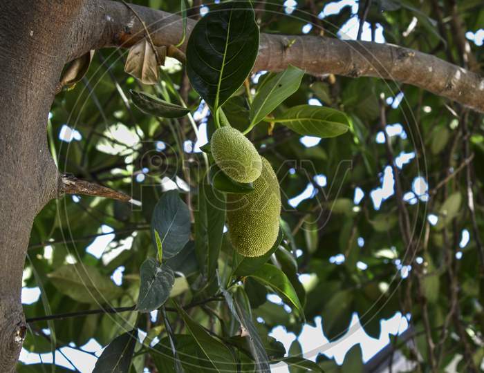 Photo of a jackfruit tree covered by green leaves