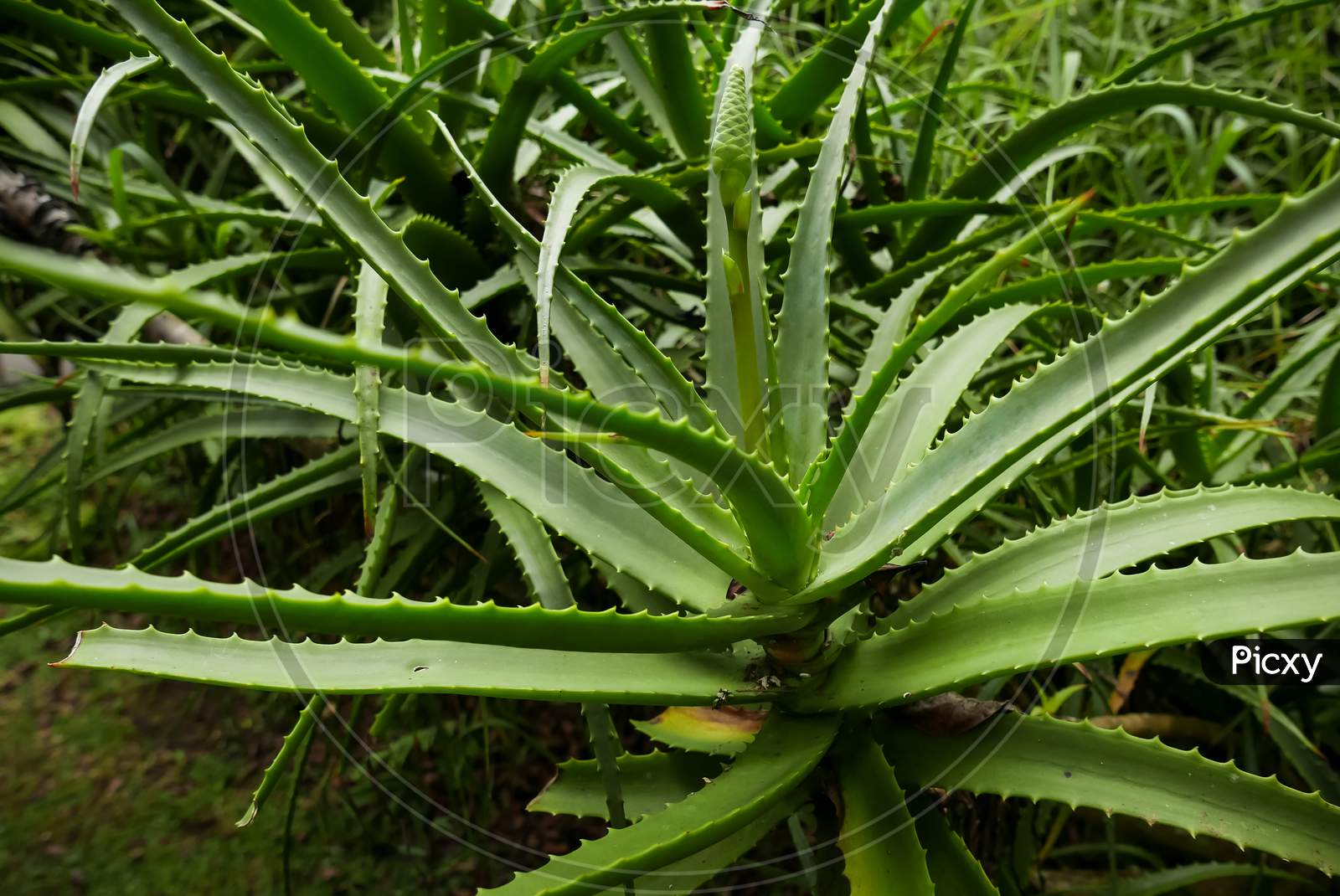 Aloe vera, popular medicinal plant organically grown in natural outdoor