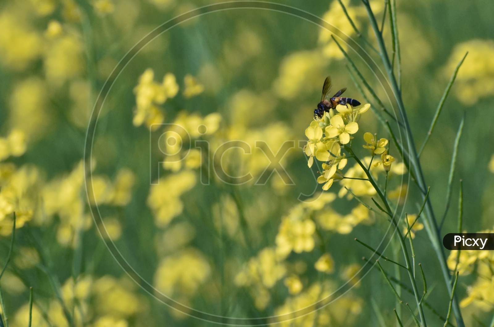 Selective Focus On A Honey Bee Sitting On A Yellow Mustard Flower