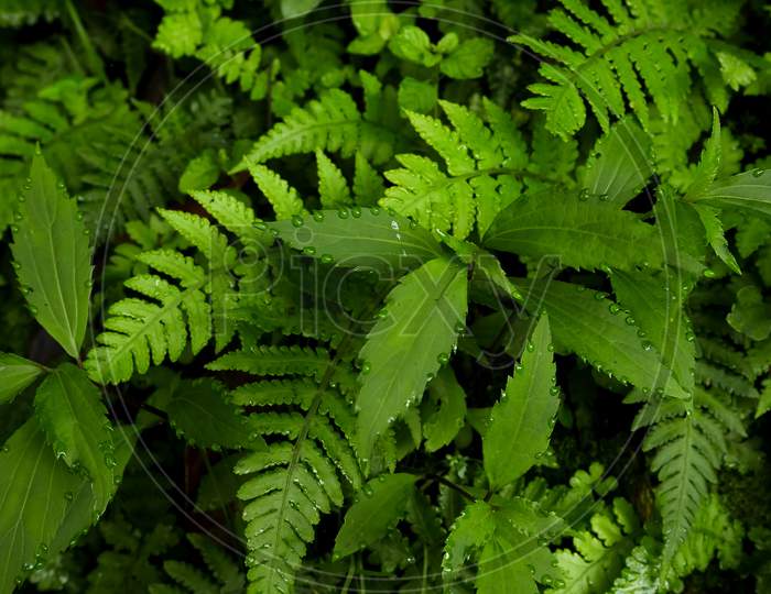 Green ferns naturally plant growing in tropical raiforest with droplets. Nature background