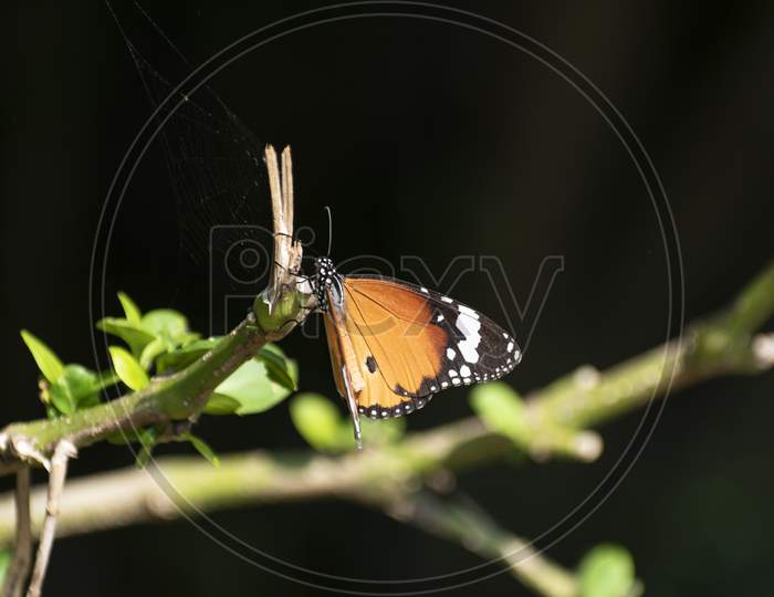 A Monarch butterfly resting on the green trunk of the climber tr