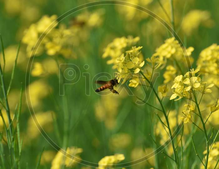 Honey Bee Hovering Near A Mustard Flower In A Field