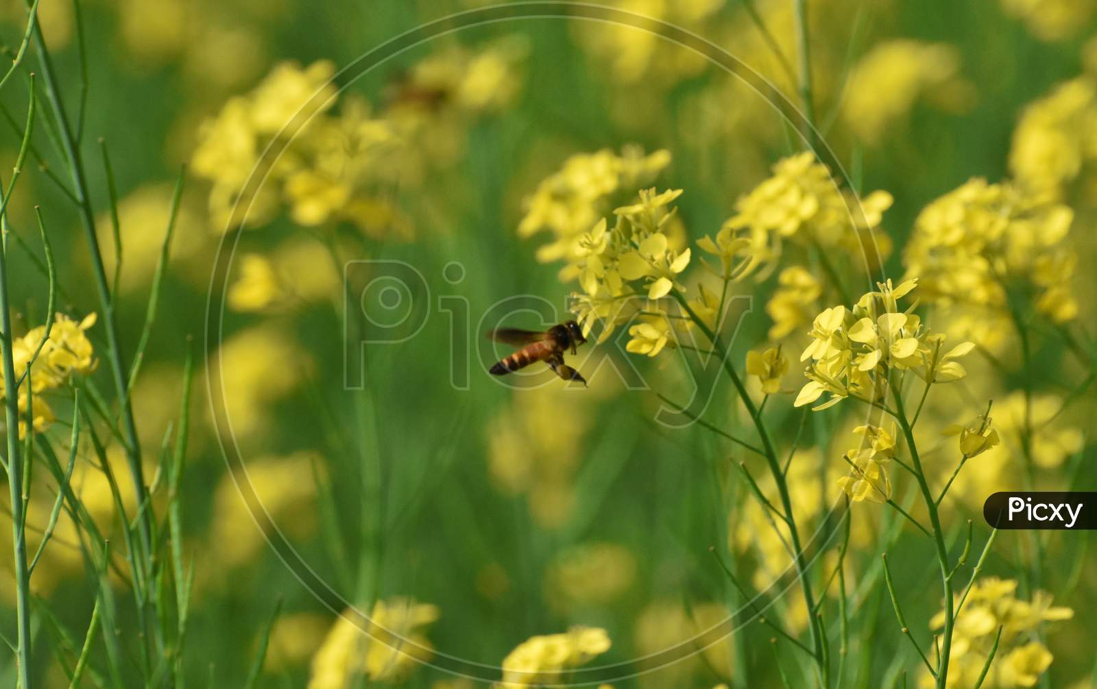 Honey Bee Hovering Near A Mustard Flower In A Field