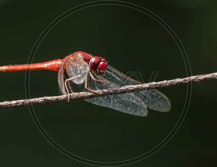 Portrait of a red dragonfly or Anisoptera resting on the tree's dry stem