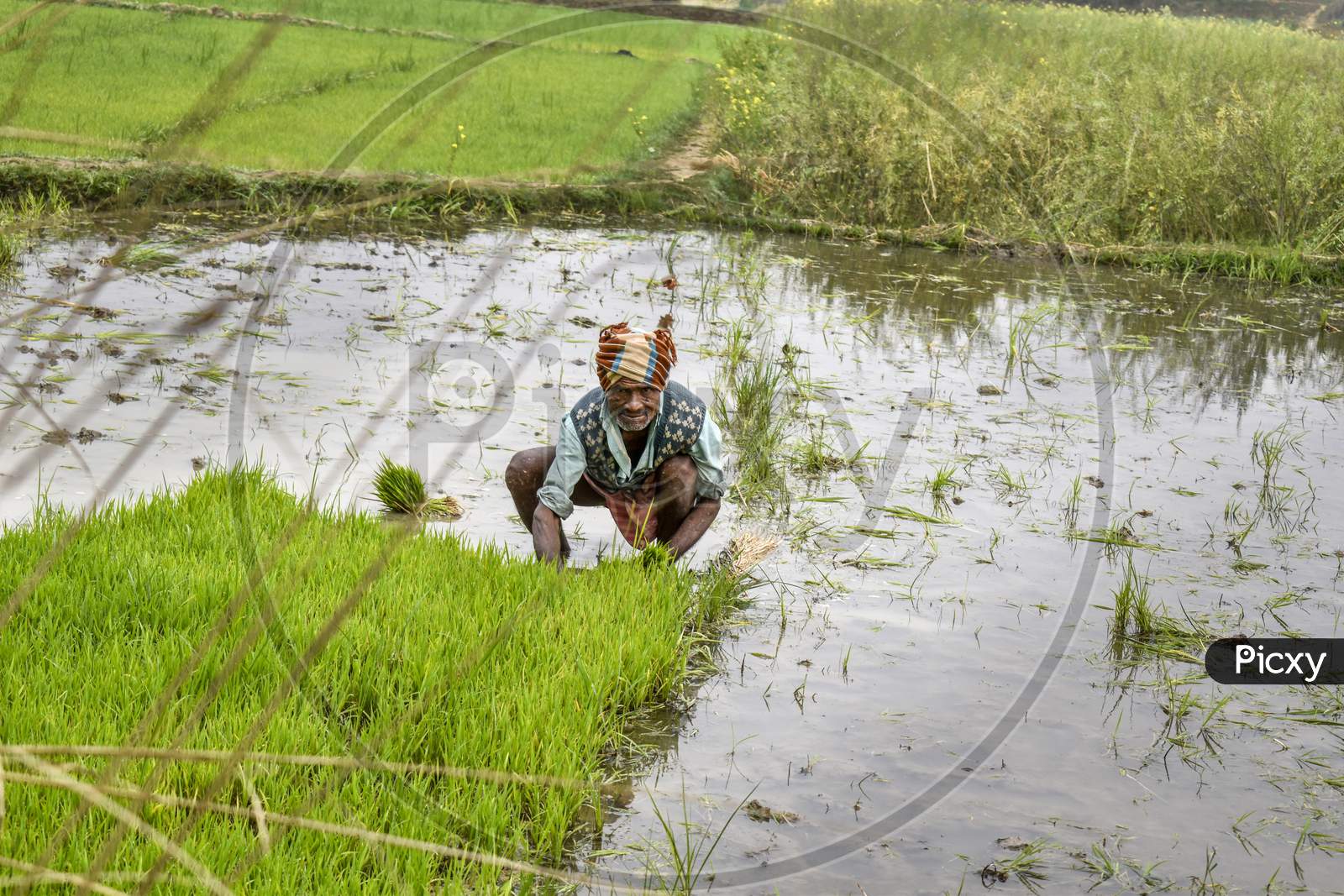 Indian Farmer Works In West Bengal Paddy Field, Replanting Rice Plant In The Field